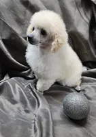 Alaska, a female Poodle - Toy  for sale in Wayne, WV – Photo 8 of 10