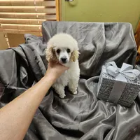 Alaska, a female Poodle - Toy  for sale in Wayne, WV – Photo 6 of 10