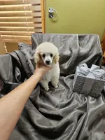 Alaska, a female Poodle - Toy  for sale in Wayne, WV – Photo 6 of 10