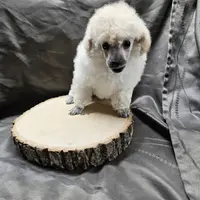 Alaska, a female Poodle - Toy  for sale in Wayne, WV – Photo 10 of 10