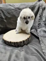Alaska, a female Poodle - Toy  for sale in Wayne, WV – Photo 10 of 10