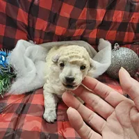 Alaska, a female Poodle - Toy  for sale in Wayne, WV – Photo 7 of 10