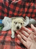 Alaska, a female Poodle - Toy  for sale in Wayne, WV – Photo 7 of 10