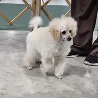 Alaska, a female Poodle - Toy  for sale in Wayne, WV – Photo 2 of 10