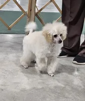 Alaska, a female Poodle - Toy  for sale in Wayne, WV – Photo 2 of 10