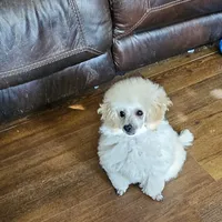 Alaska, a female Poodle - Toy  for sale in Wayne, WV – Photo 4 of 10