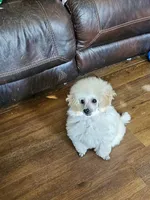 Alaska, a female Poodle - Toy  for sale in Wayne, WV – Photo 4 of 10