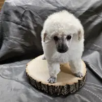 Alaska, a female Poodle - Toy  for sale in Wayne, WV – Photo 5 of 10