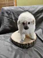 Alaska, a female Poodle - Toy  for sale in Wayne, WV – Photo 5 of 10