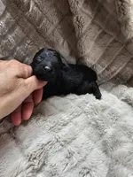 Onyx, a male Poodle - Toy  for sale in Wayne, WV – Photo 2 of 2