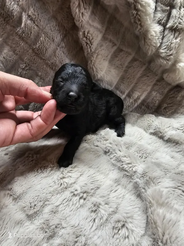 Onyx – Poodle - Toy  puppy for sale in Wayne, WV