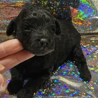 Prissy, a female Poodle - Toy  for sale in Wayne, WV – Photo 4 of 6