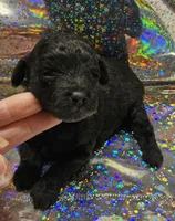 Prissy, a female Poodle - Toy  for sale in Wayne, WV – Photo 4 of 6