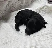 Prissy, a female Poodle - Toy  for sale in Wayne, WV – Photo 5 of 6