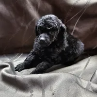 Prissy, a female Poodle - Toy  for sale in Wayne, WV – Photo 1 of 6