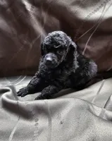 Prissy, a female Poodle - Toy  for sale in Wayne, WV – Photo 1 of 6