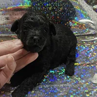 Prissy, a female Poodle - Toy  for sale in Wayne, WV – Photo 3 of 6