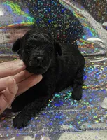 Prissy, a female Poodle - Toy  for sale in Wayne, WV – Photo 3 of 6