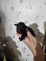 Prissy, a female Poodle - Toy  for sale in Wayne, WV – Photo 6 of 6