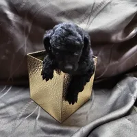 Prissy, a female Poodle - Toy  for sale in Wayne, WV – Photo 2 of 6