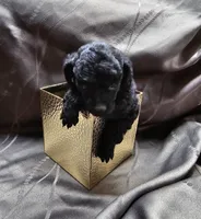 Prissy, a female Poodle - Toy  for sale in Wayne, WV – Photo 2 of 6