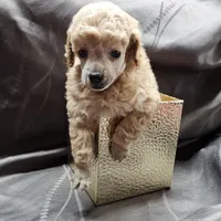 Honey, a female Poodle - Toy  for sale in Wayne, WV – Photo 1 of 6