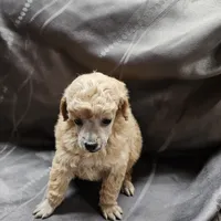 Honey, a female Poodle - Toy  for sale in Wayne, WV – Photo 2 of 6