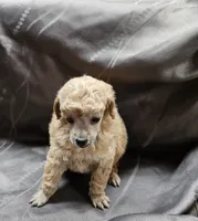 Honey, a female Poodle - Toy  for sale in Wayne, WV – Photo 2 of 6