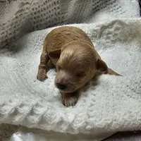 Honey, a female Poodle - Toy  for sale in Wayne, WV – Photo 5 of 6
