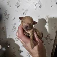 Honey, a female Poodle - Toy  for sale in Wayne, WV – Photo 6 of 6