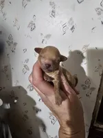 Honey, a female Poodle - Toy  for sale in Wayne, WV – Photo 6 of 6