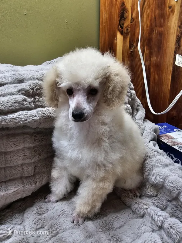 Honey – Poodle - Toy  puppy for sale in Wayne, WV