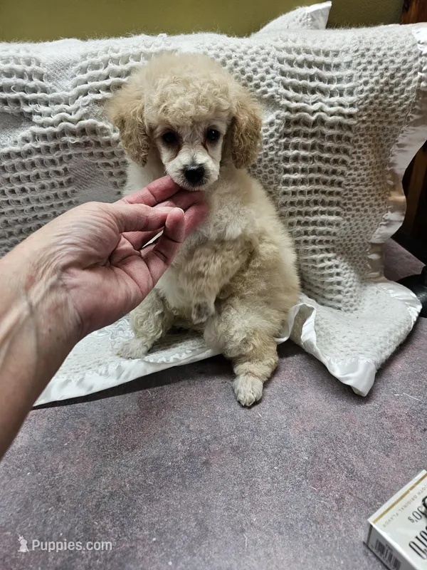Honey – Poodle - Toy  puppy for sale in Wayne, WV