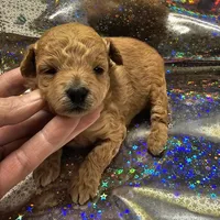 Honey, a female Poodle - Toy  for sale in Wayne, WV – Photo 4 of 6