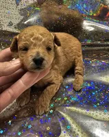 Honey, a female Poodle - Toy  for sale in Wayne, WV – Photo 4 of 6