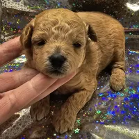 Honey, a female Poodle - Toy  for sale in Wayne, WV – Photo 3 of 6