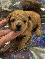 Honey, a female Poodle - Toy  for sale in Wayne, WV – Photo 3 of 6