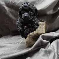 Bella, a female Poodle - Toy  for sale in Wayne, WV – Photo 2 of 5