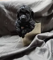 Bella, a female Poodle - Toy  for sale in Wayne, WV – Photo 2 of 5