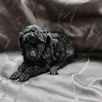 Bella, a female Poodle - Toy  for sale in Wayne, WV – Photo 1 of 5