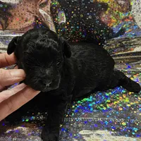 Bella, a female Poodle - Toy  for sale in Wayne, WV – Photo 3 of 5