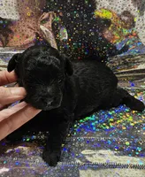 Bella, a female Poodle - Toy  for sale in Wayne, WV – Photo 3 of 5