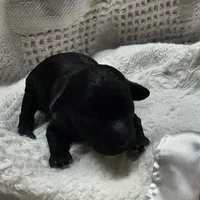 Bella, a female Poodle - Toy  for sale in Wayne, WV – Photo 5 of 5