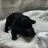 Bella, a female Poodle - Toy  for sale in Wayne, WV – Photo 5 of 5