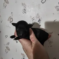 Bella, a female Poodle - Toy  for sale in Wayne, WV – Photo 4 of 5