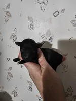 Bella, a female Poodle - Toy  for sale in Wayne, WV – Photo 4 of 5