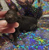 Brown girl, a female Poodle - Toy  for sale in Wayne, WV – Photo 2 of 2