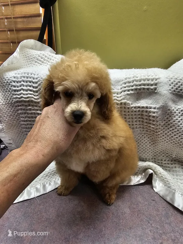 Cream puff – Poodle - Toy  puppy for sale in Wayne, WV