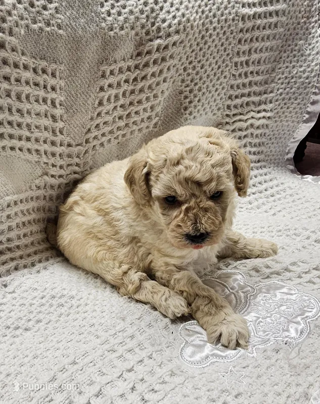 Cream puff – Poodle - Toy  puppy for sale in Wayne, WV