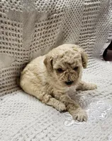 Cream puff, a female Poodle - Toy  for sale in Wayne, WV – Photo 1 of 2